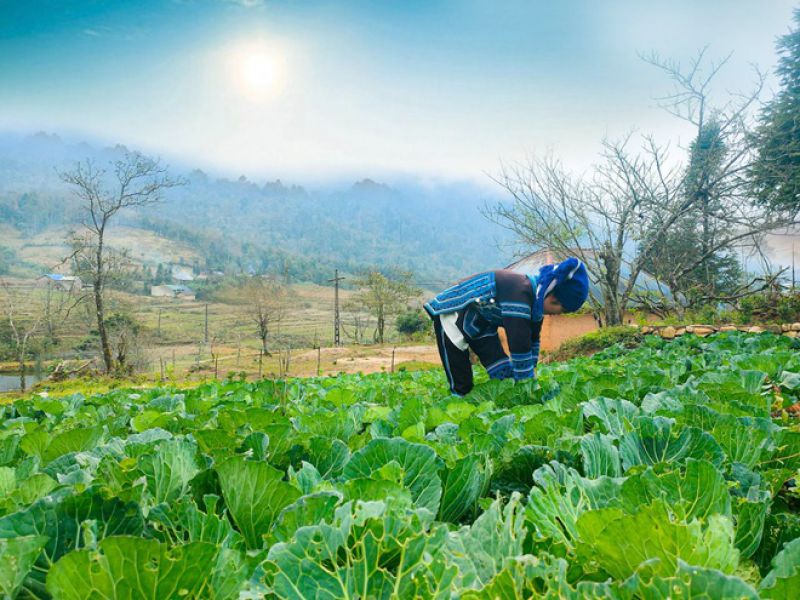 &quot;Mài ngọc&quot; nơi rừng xanh Y Tý và hỗ trợ người Hà Nhì phát triển